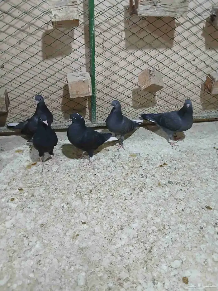 قطايف طبات للبيع 3