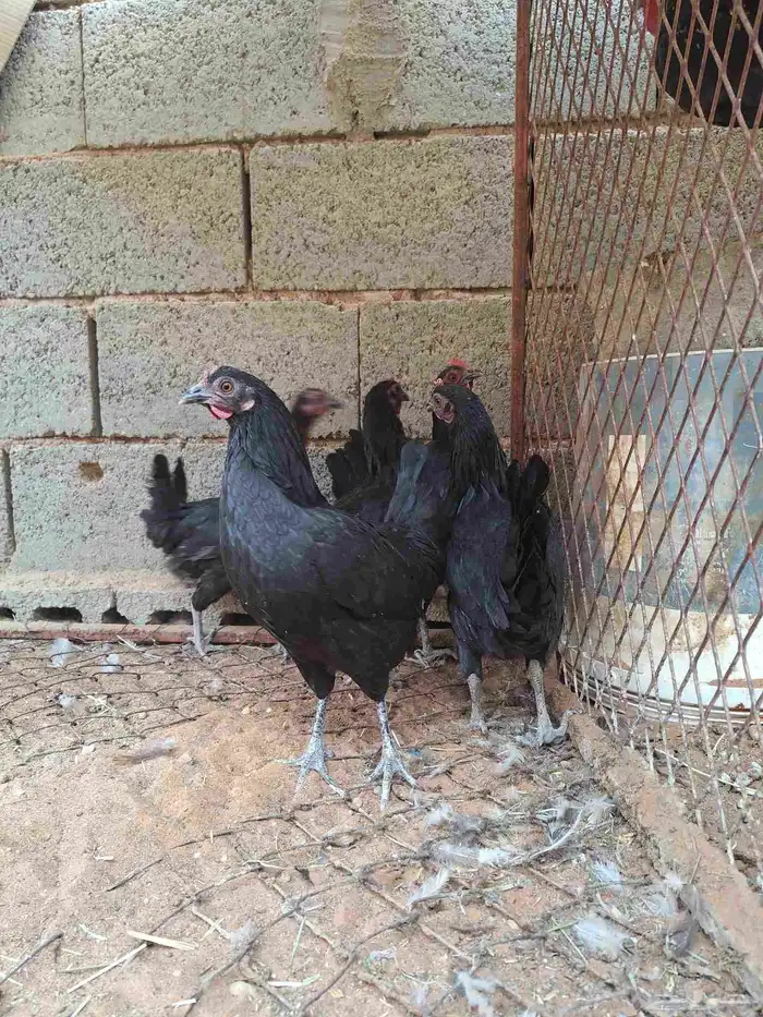 دجاج للبيع 2