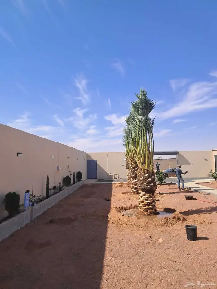 جميع اعمال النخيل 6