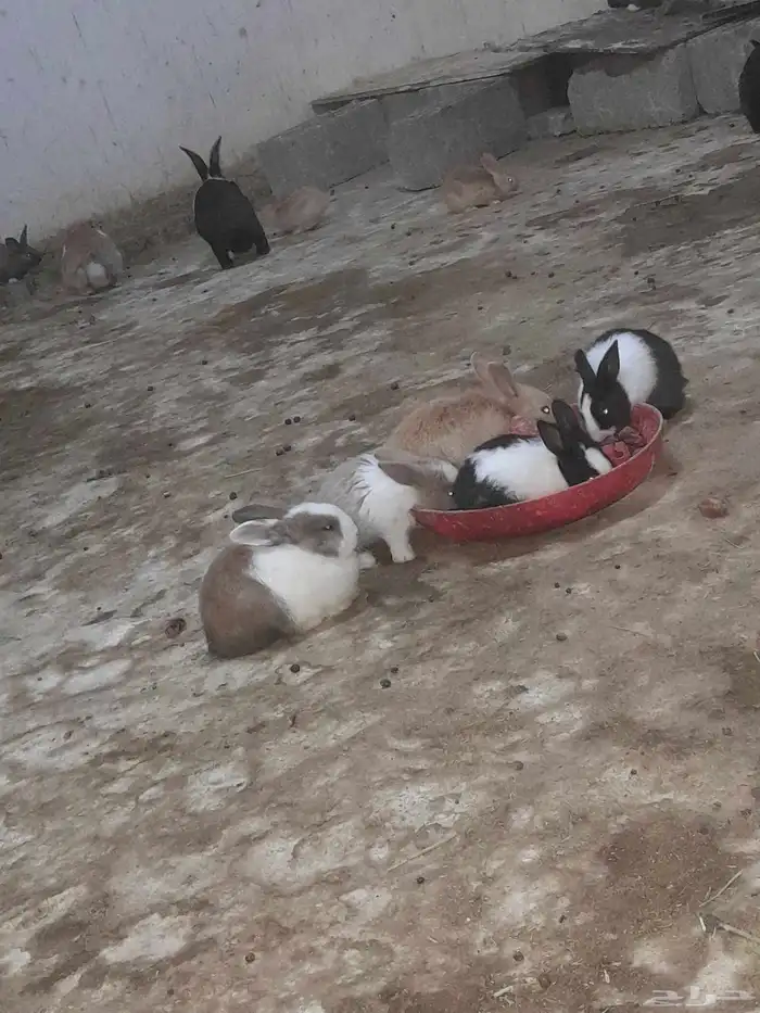 ارنب صغير عمر شهر 8 حبه 3