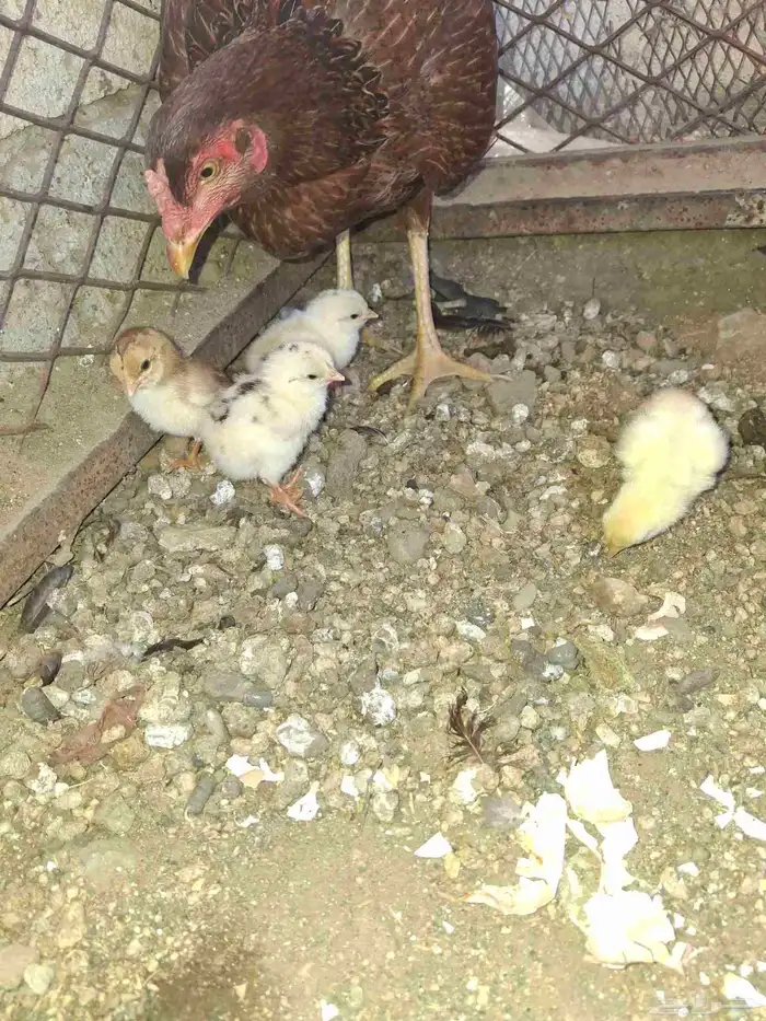 دجاجه باكستاني 4