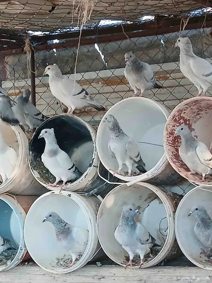 حمام زاجل ايس مقنبر كلهن طبات 10