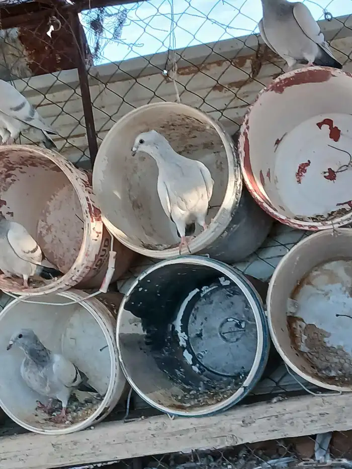 حمام زاجل ايس مقنبر كلهن طبات 9