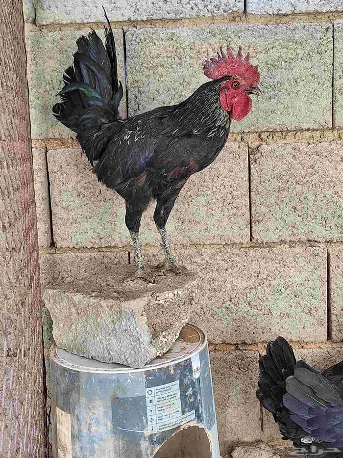 دجاج للبيع 4