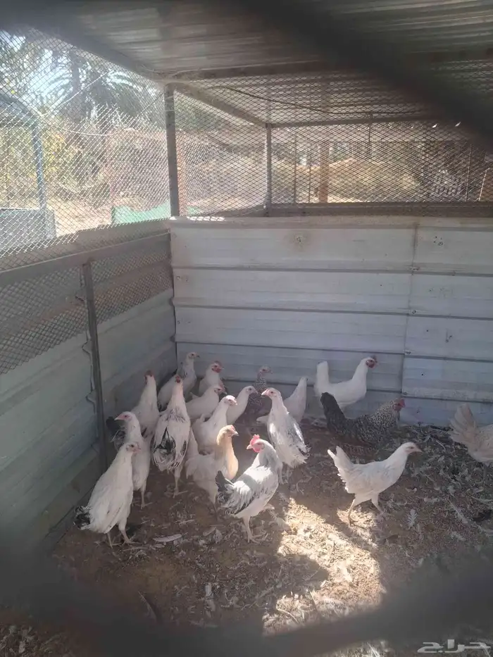 بيض بلدي مخصب اسود وابيض وفرنسي 3