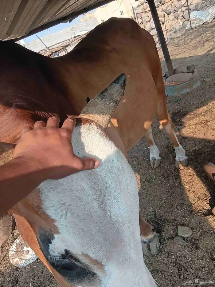 ثور توه جامع جرم 2