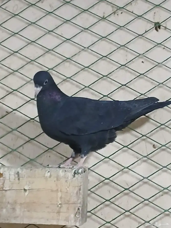 قطايف طبات للبيع 1