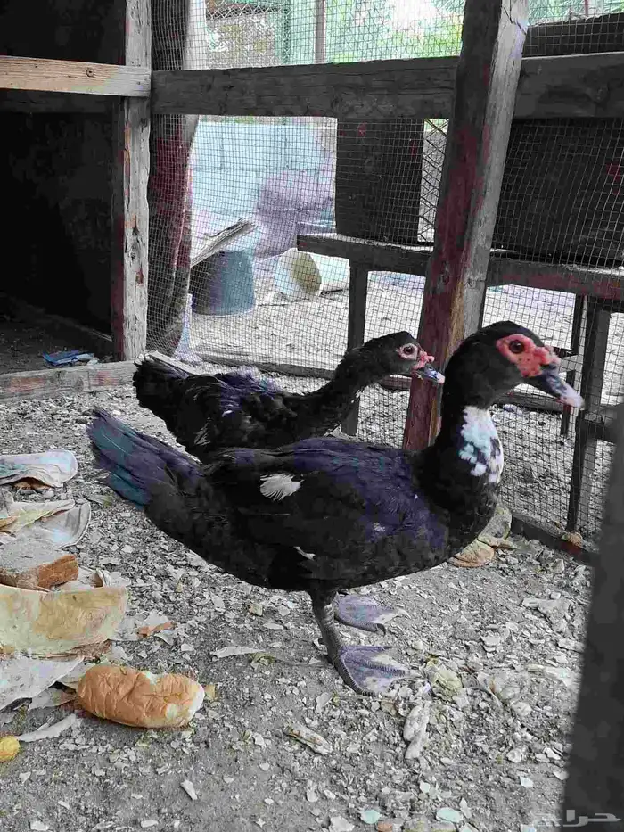 ذكرين بط مصري 0