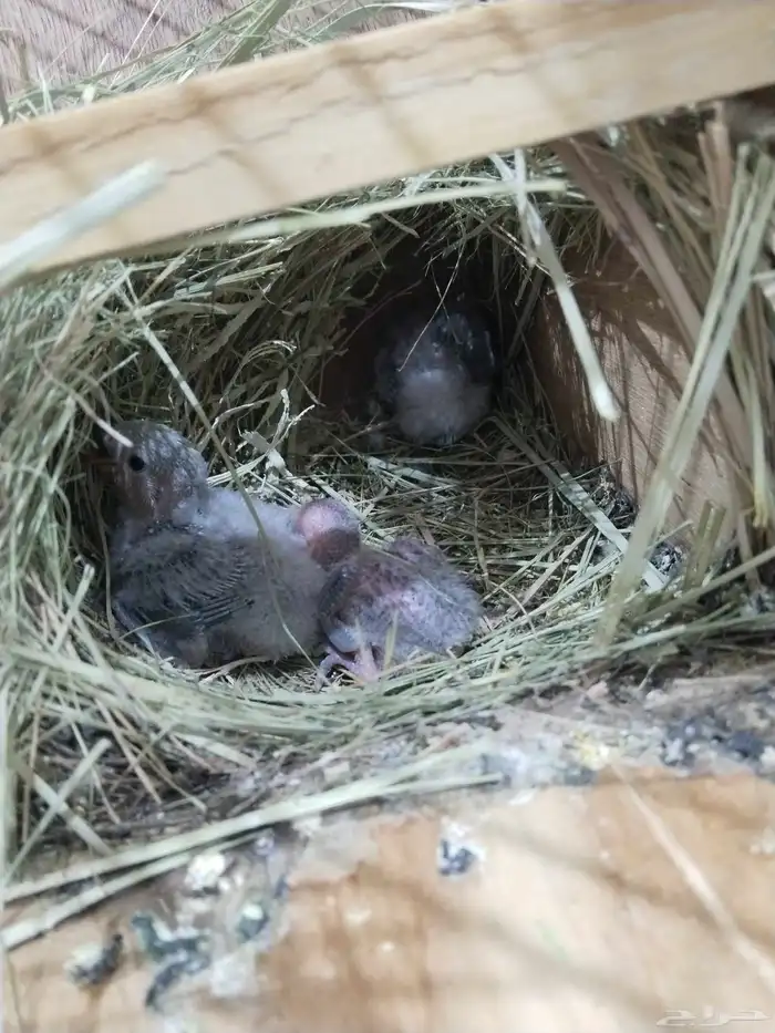 للبيع جوز روز تحت 4 فروخ 0