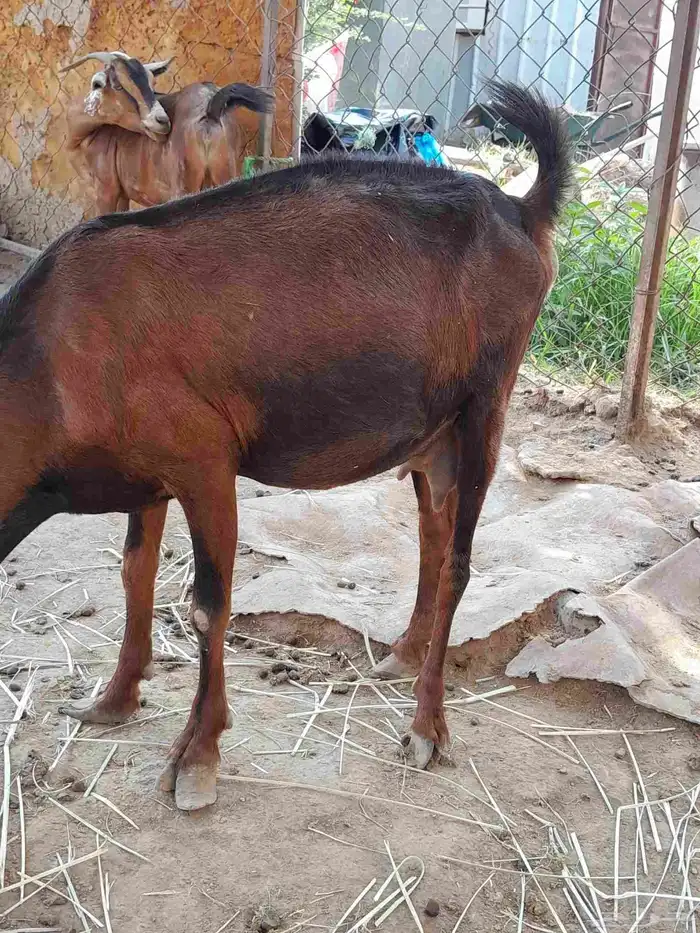 للبيع ثنتين ماعز 4