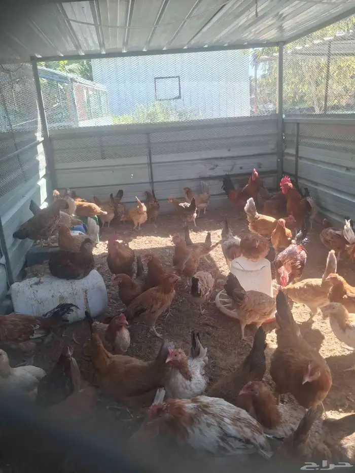 بيض بلدي مخصب اسود وابيض وفرنسي 2