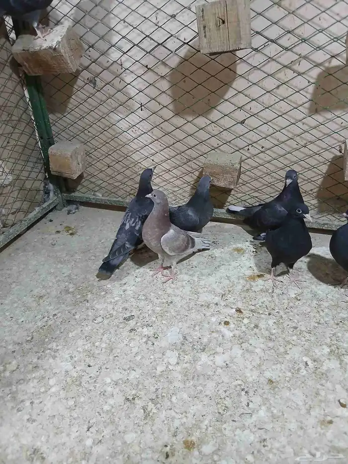 قطايف طبات للبيع 4