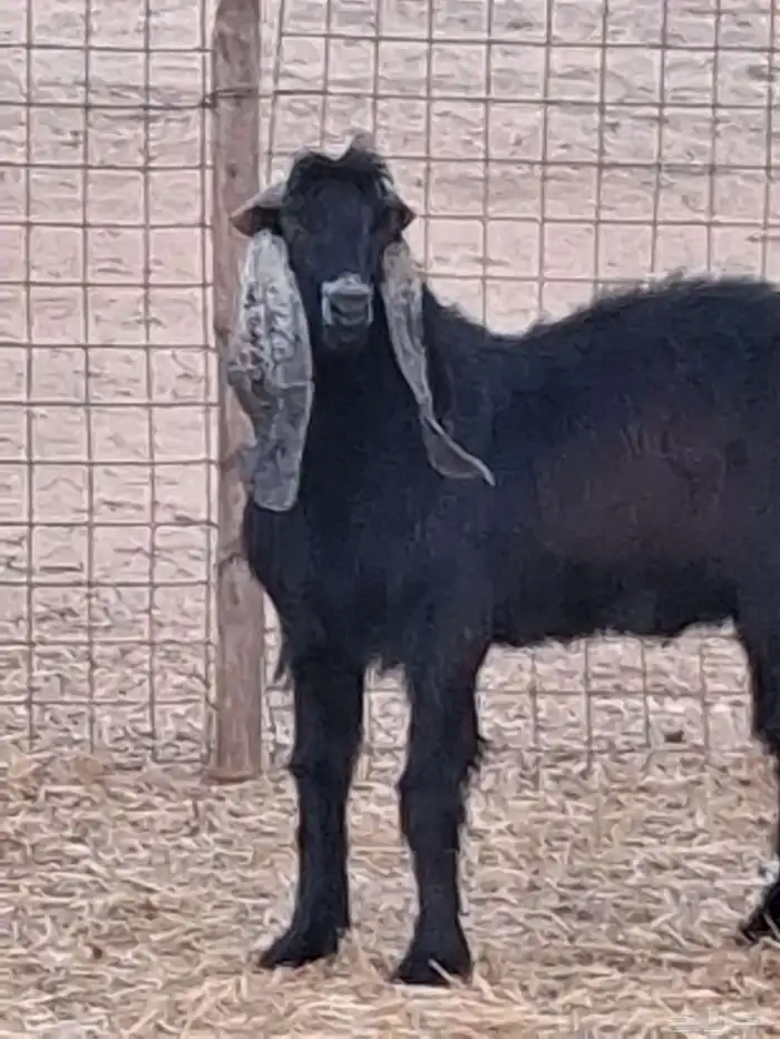 تيس فحل عارضي ثني صنف الصنف جرم ومد وأذن ماشاءالله 3