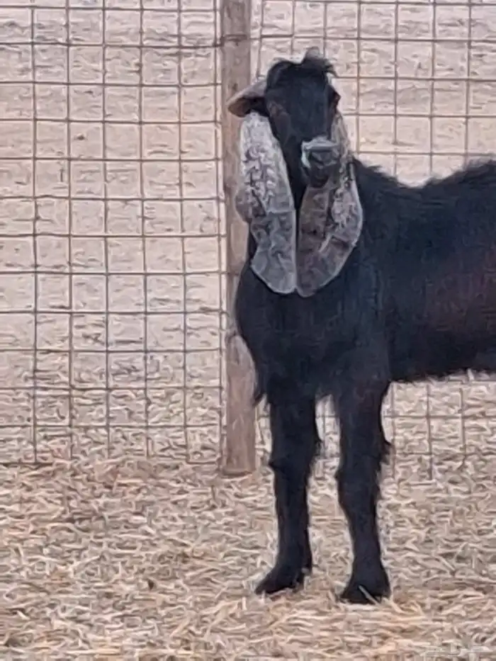 تيس فحل عارضي ثني صنف الصنف جرم ومد وأذن ماشاءالله 7