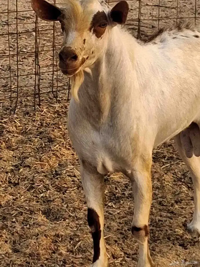 نيس فحل محايلي جنوبي السن سديس ما شاء الله 6