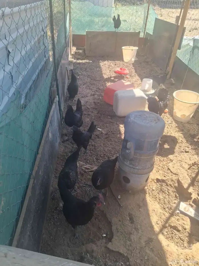 بيض بلدي مخصب اسود وابيض وفرنسي 0