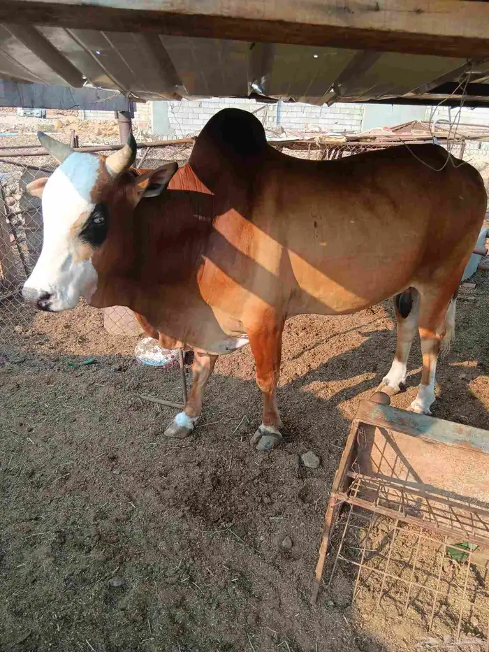 ثور توه جامع جرم 3