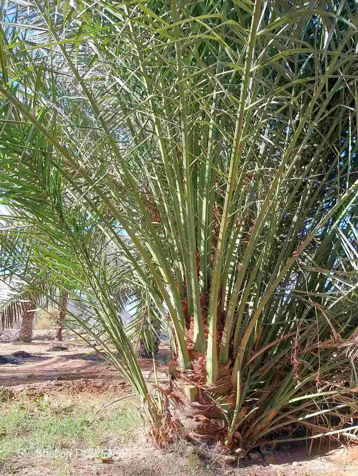 لدينا جميع انواع النخيل لتواصل 2