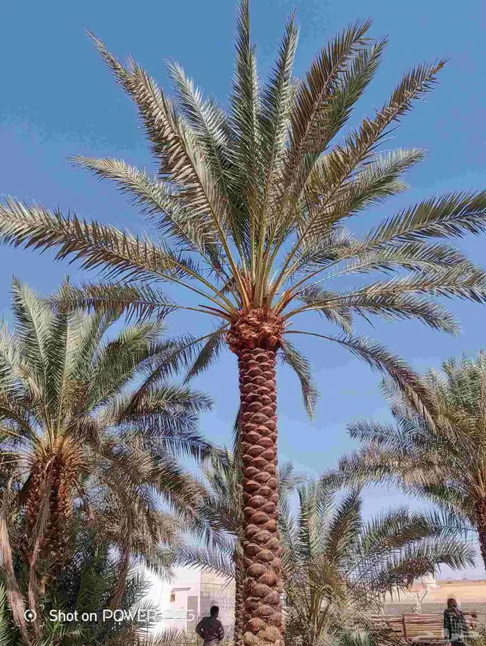 لدينا جميع انواع النخيل لتواصل 3