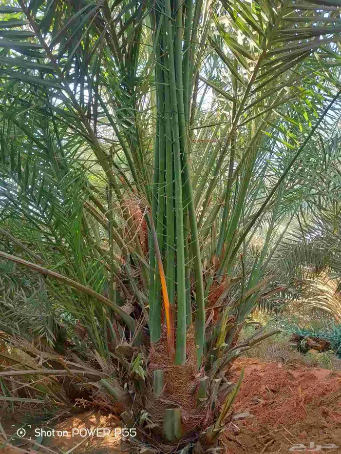 لدينا جميع انواع النخيل لتواصل 0