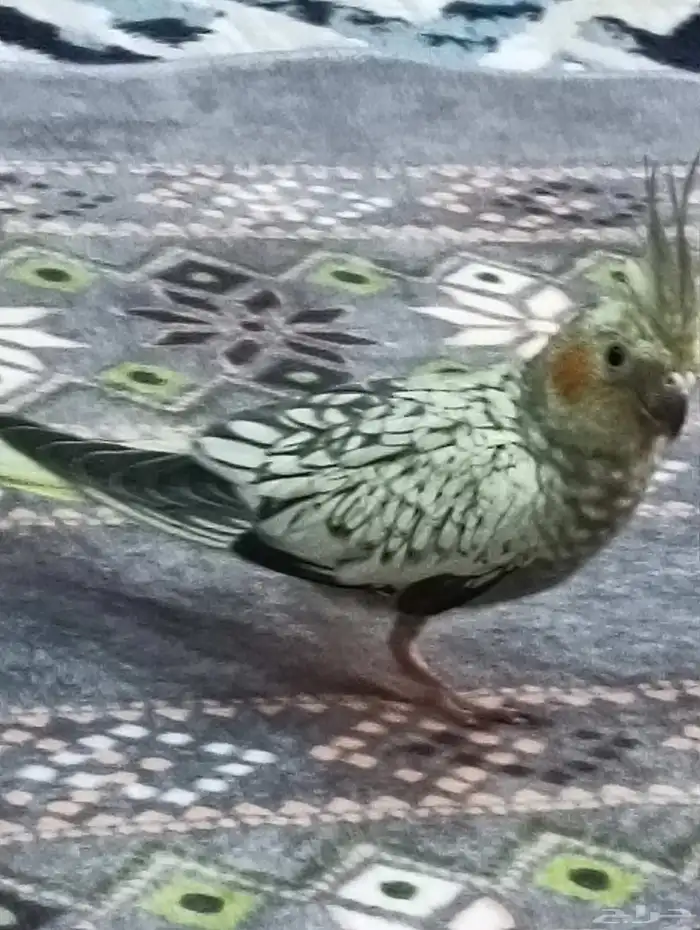 كروان جميل وصحة ممتازه والصوره واضحه 2