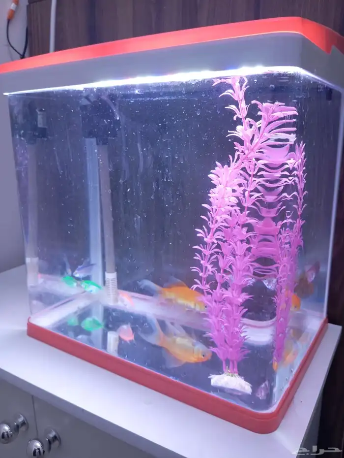 حوض اسماك للبيع مع السمك 3