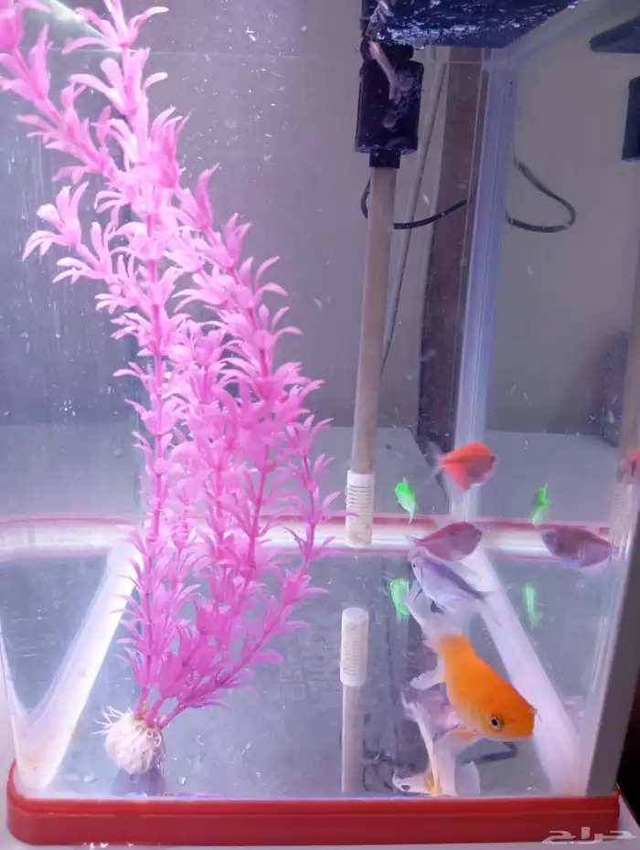 حوض اسماك للبيع مع السمك 0