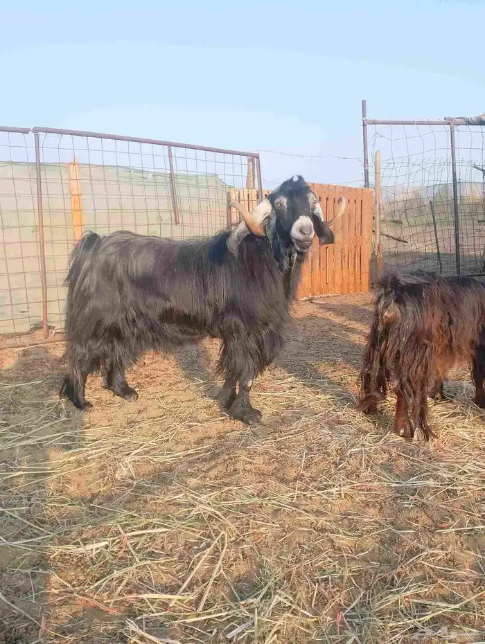 فحل معزا وتيس للبيع 1