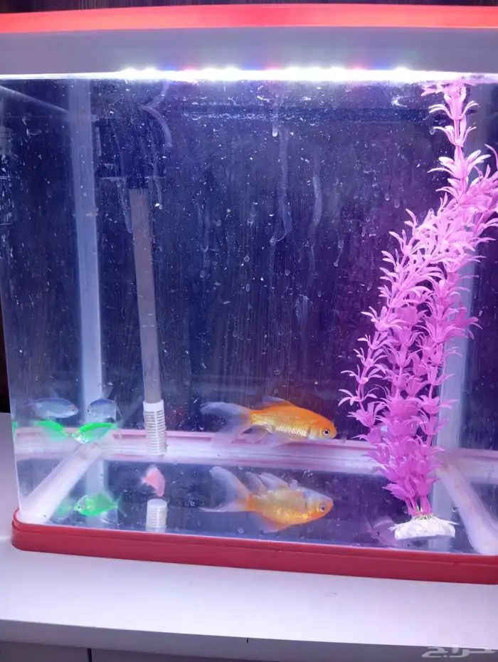 حوض اسماك للبيع مع السمك 2