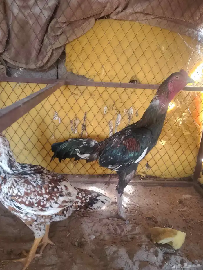 ديك ودجاجه سندي بيور دم صافي 1