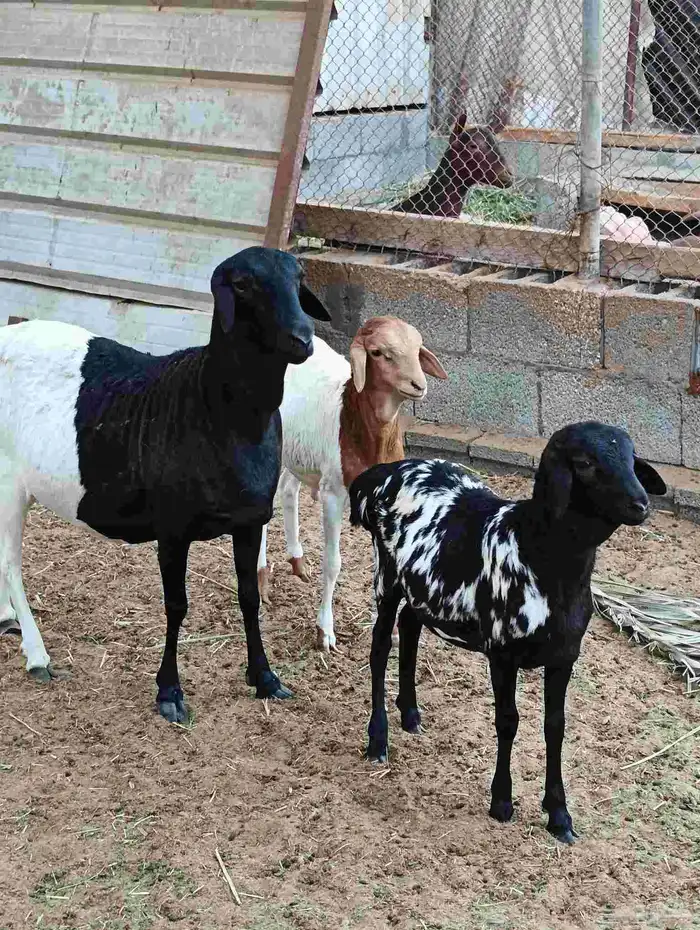 بربريه وراها توم 1