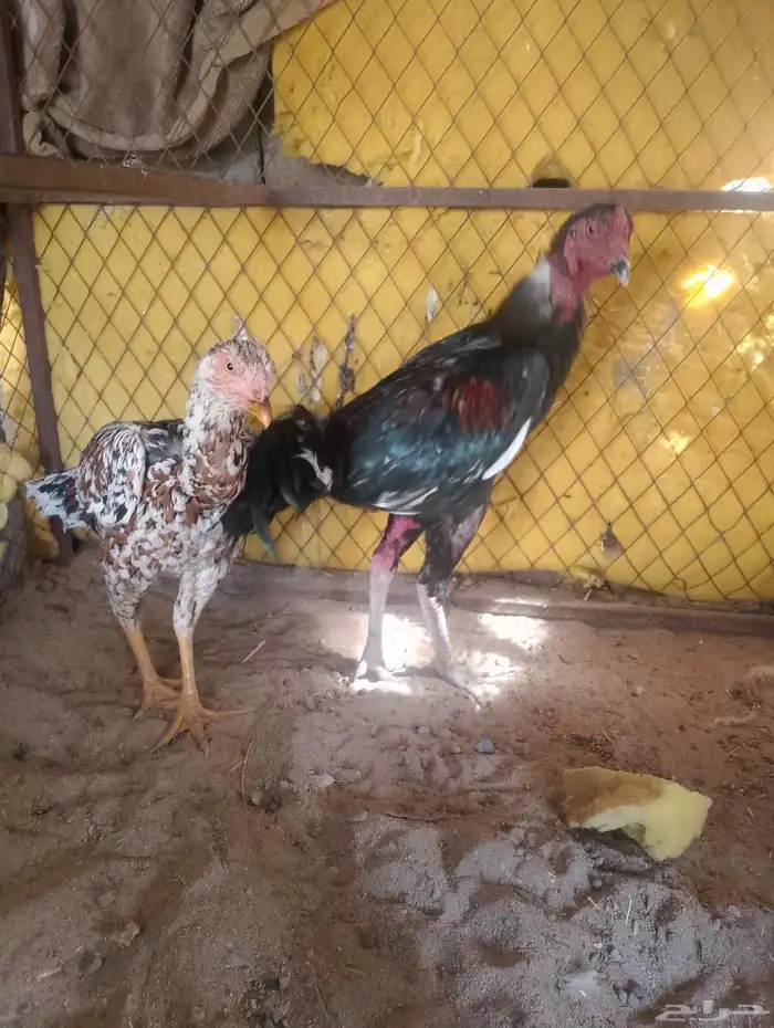 ديك ودجاجه سندي بيور دم صافي 0