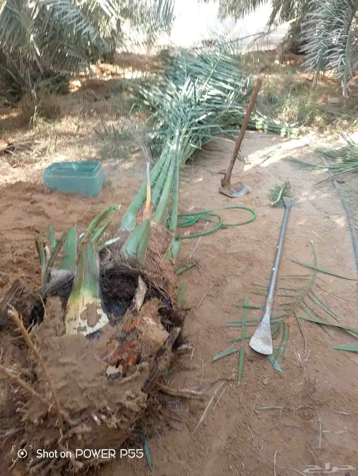 لدينا جميع انواع النخيل لتواصل 1