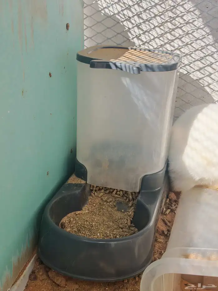 ارنب قزم نذرلاند 2