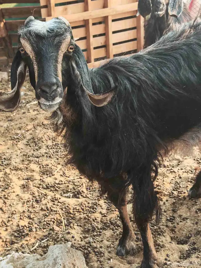 معزا عوارض للبيع 2