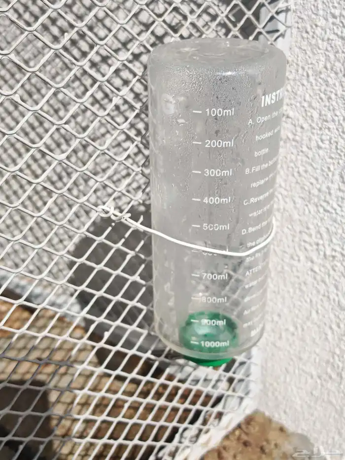 ارنب قزم نذرلاند 1