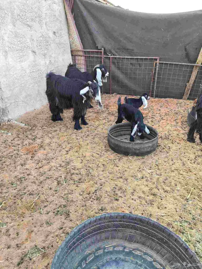 معزا عوارض ووحده مشروكه 1