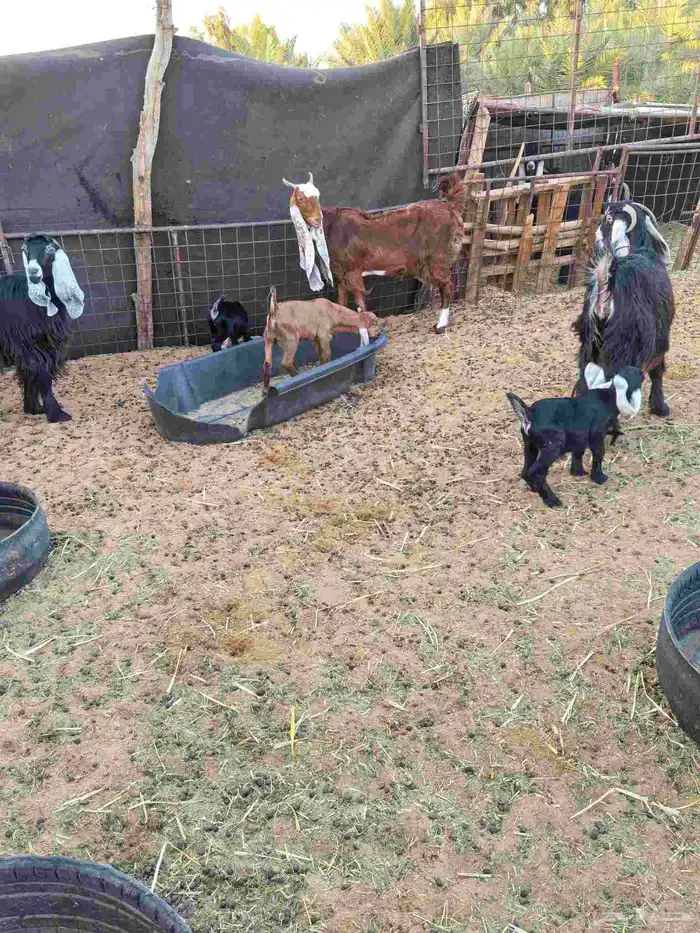 معزا عوارض ووحده مشروكه 2