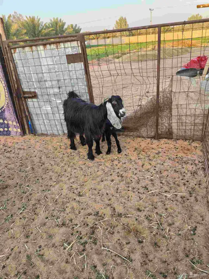 معزا عوارض ووحده مشروكه 4