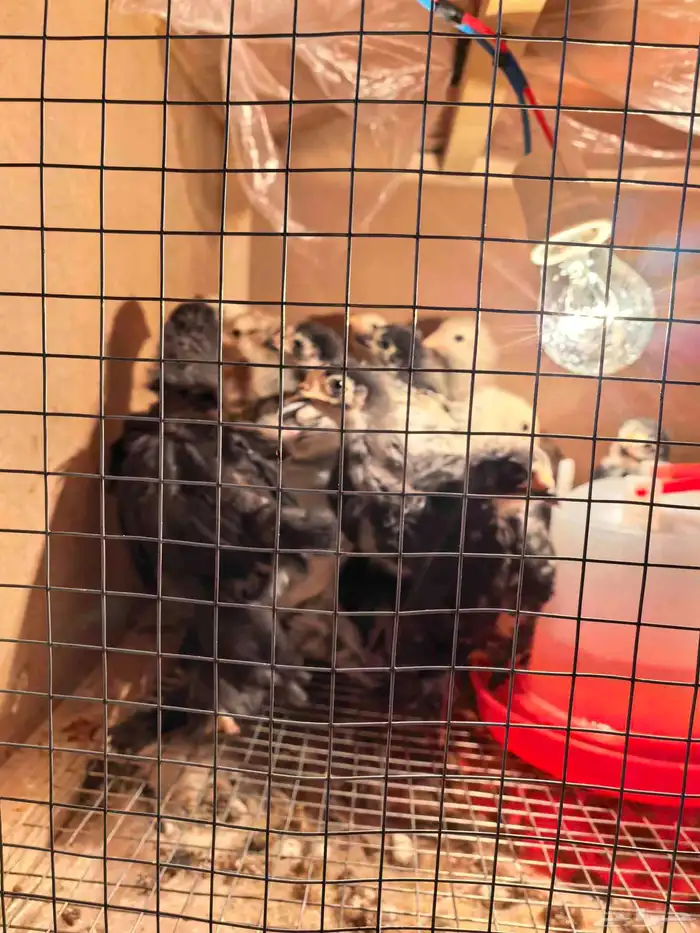 فروخ دحاج براهما عدد 30 وفروخ دجاج بلدي عدد 59 2