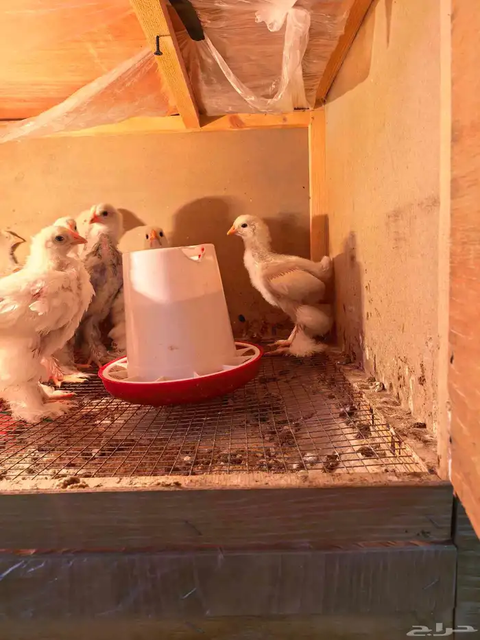 فروخ دحاج براهما عدد 30 وفروخ دجاج بلدي عدد 59 0