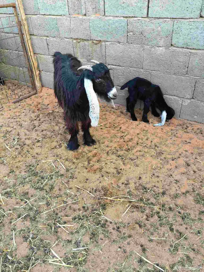 معزا عوارض ووحده مشروكه 5