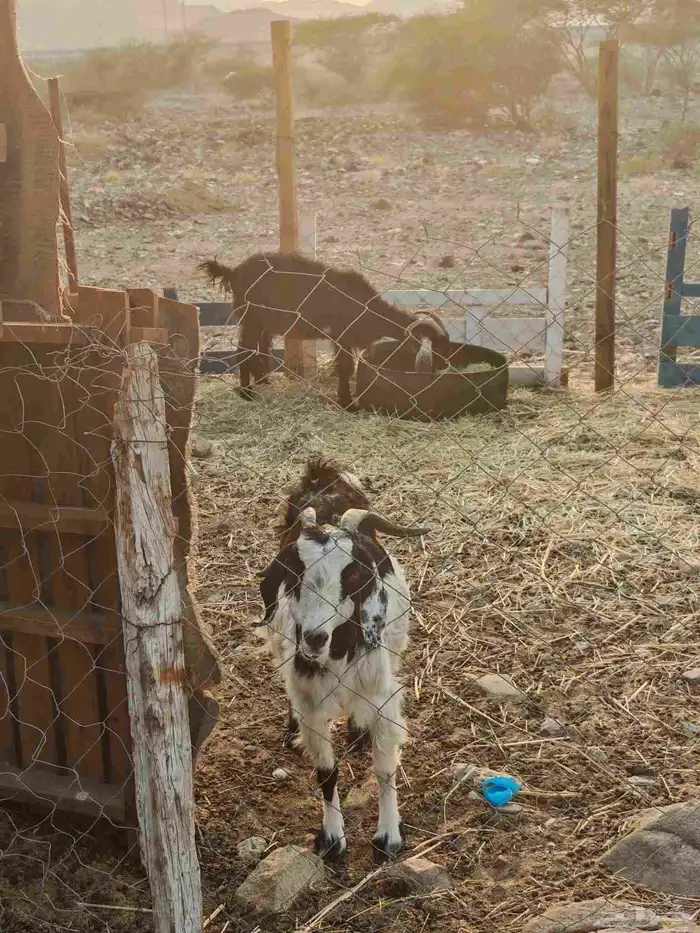 معزا عوارض للبيع 0