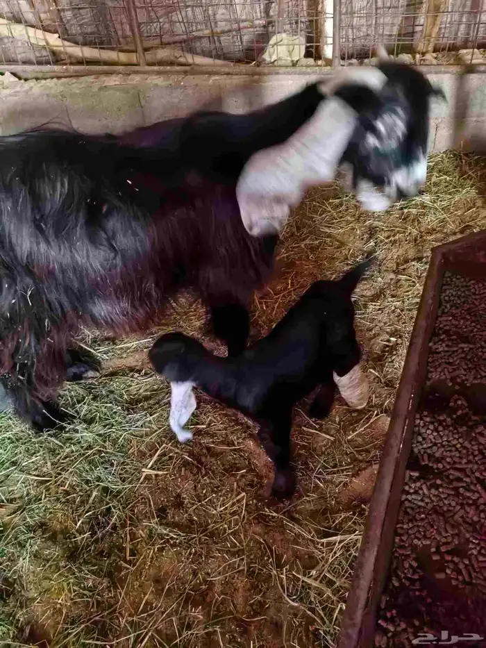 معزا عوارض ووحده مشروكه 6