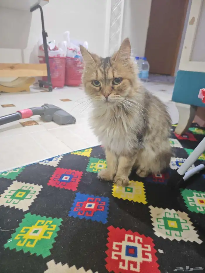 قطة انثى شيرازي للتبني 0