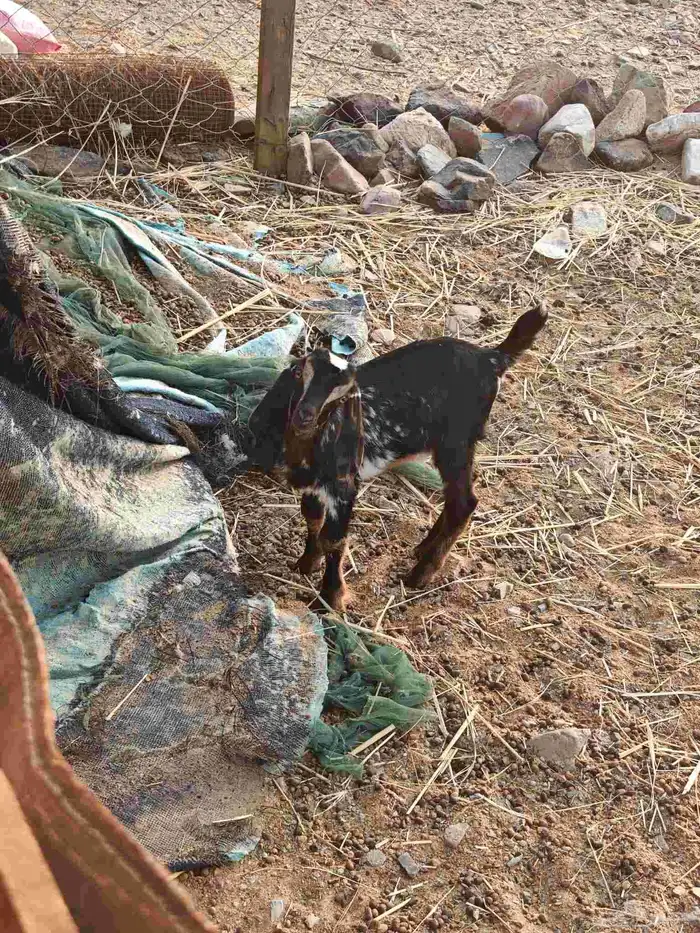 معزا عوارض للبيع 1