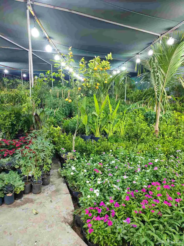 زرع طبيعي وتيل طبيعي وأشجار طبيعي وسماد الأماني مشتل زرع 8