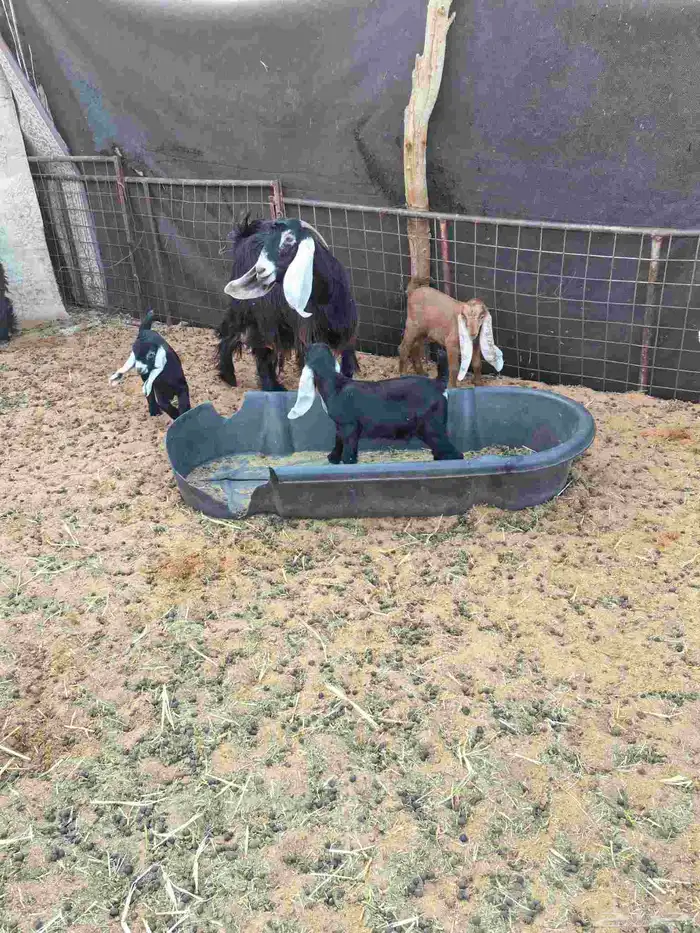 معزا عوارض ووحده مشروكه 3