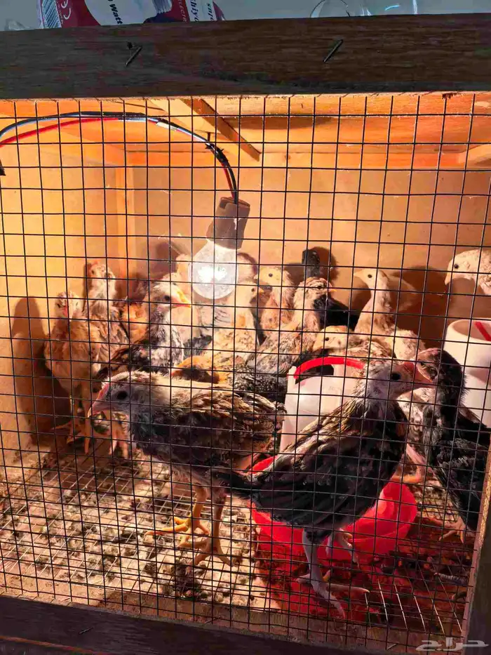 فروخ دحاج براهما عدد 30 وفروخ دجاج بلدي عدد 59 8