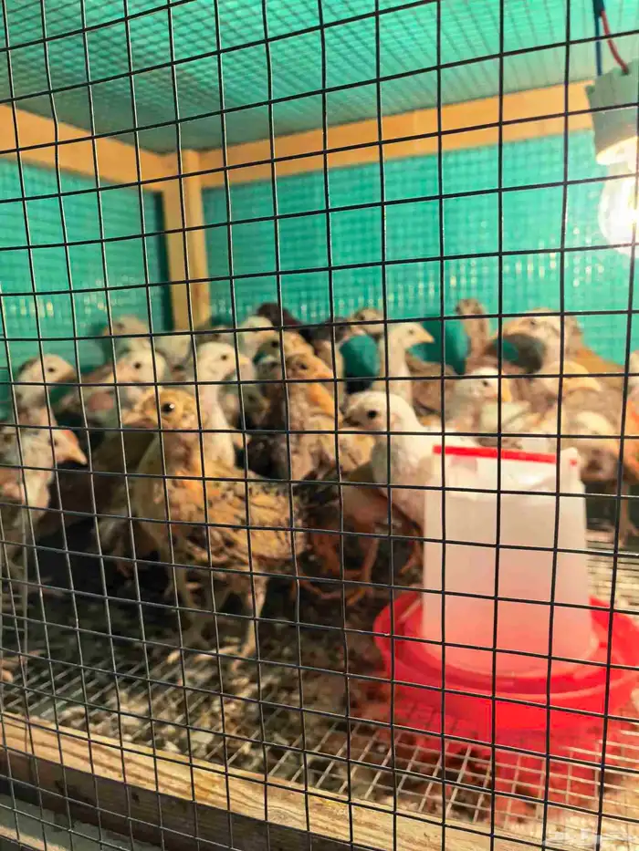 فروخ دحاج براهما عدد 30 وفروخ دجاج بلدي عدد 59 5